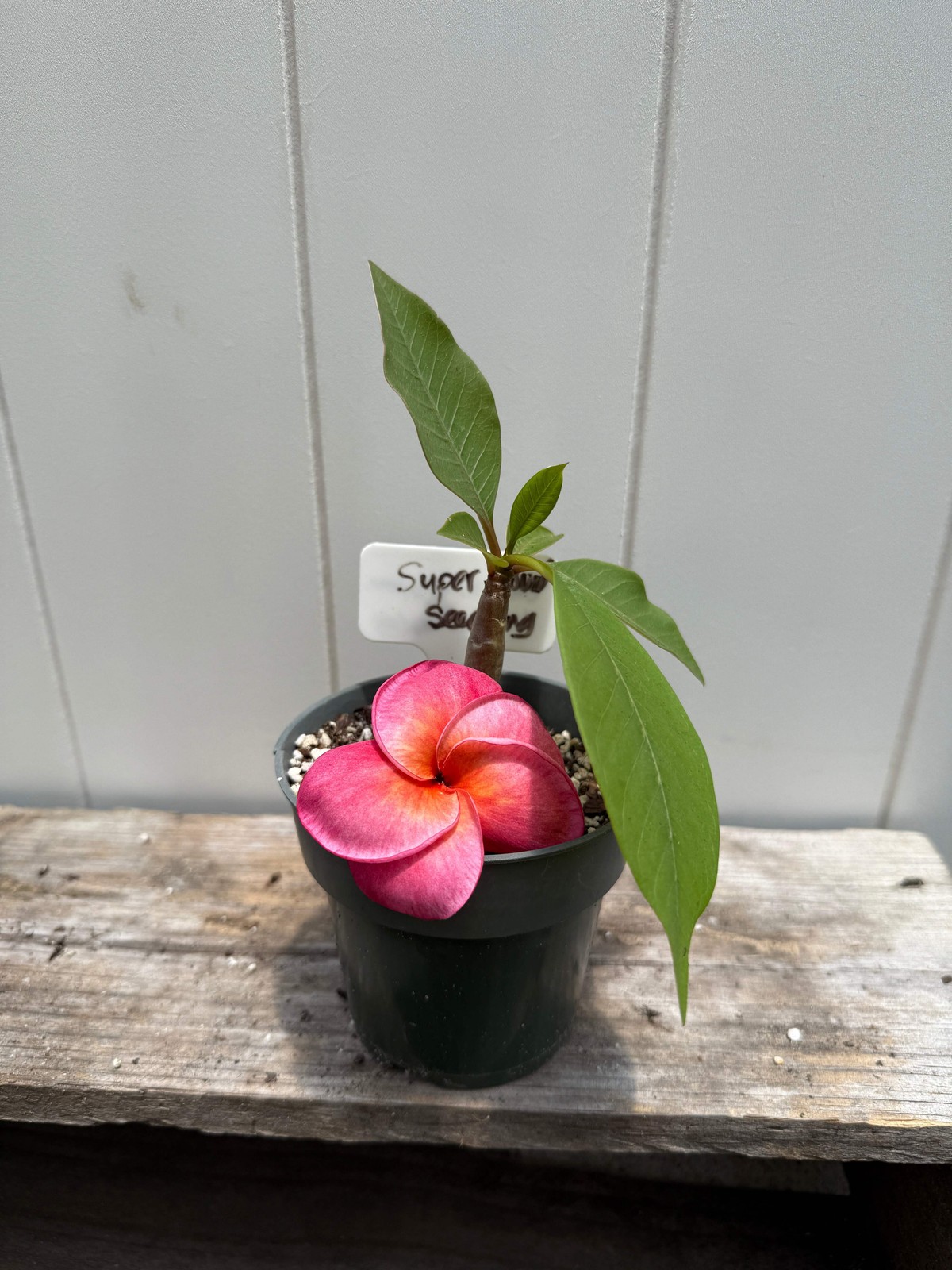 1 year Plumeria Seedlings, Make your own 3-Pack