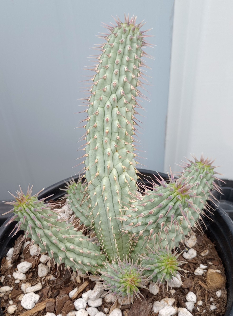 Hoodia gordonii Huge Many Branches Hunger Suppress Beautiful Cactus Imitation MD