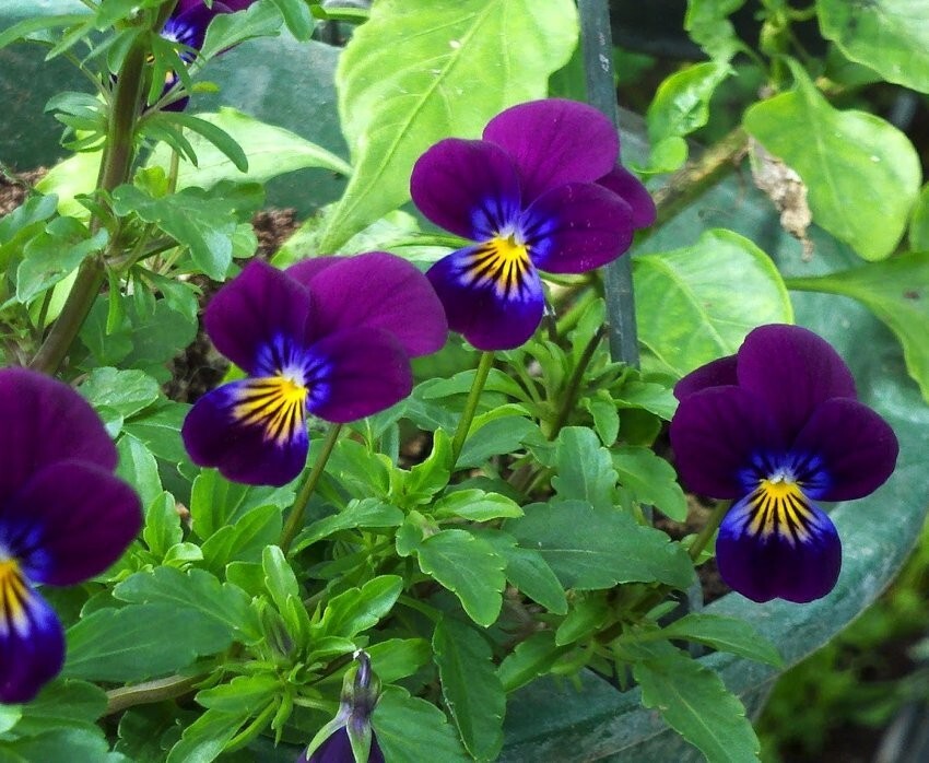 Viola ‘King Henry’ Flower Seeds Viola cornuta, Colorful Flower, FREE SHIPPING