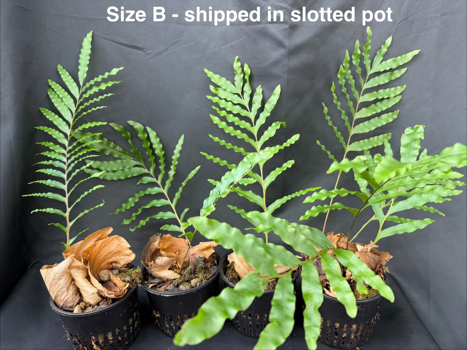 DRYNARIA RIGIDULA SPECIES WAVY Size B- not staghorn platycerium fern tropical