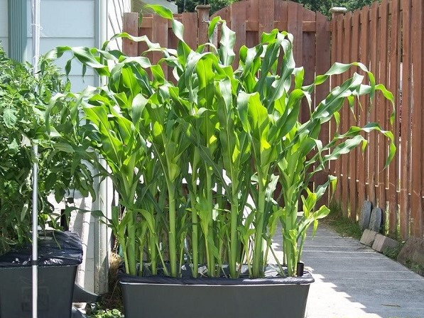 100 Organic Sticky Waxy Sweet White Corn Bap Nep Nu