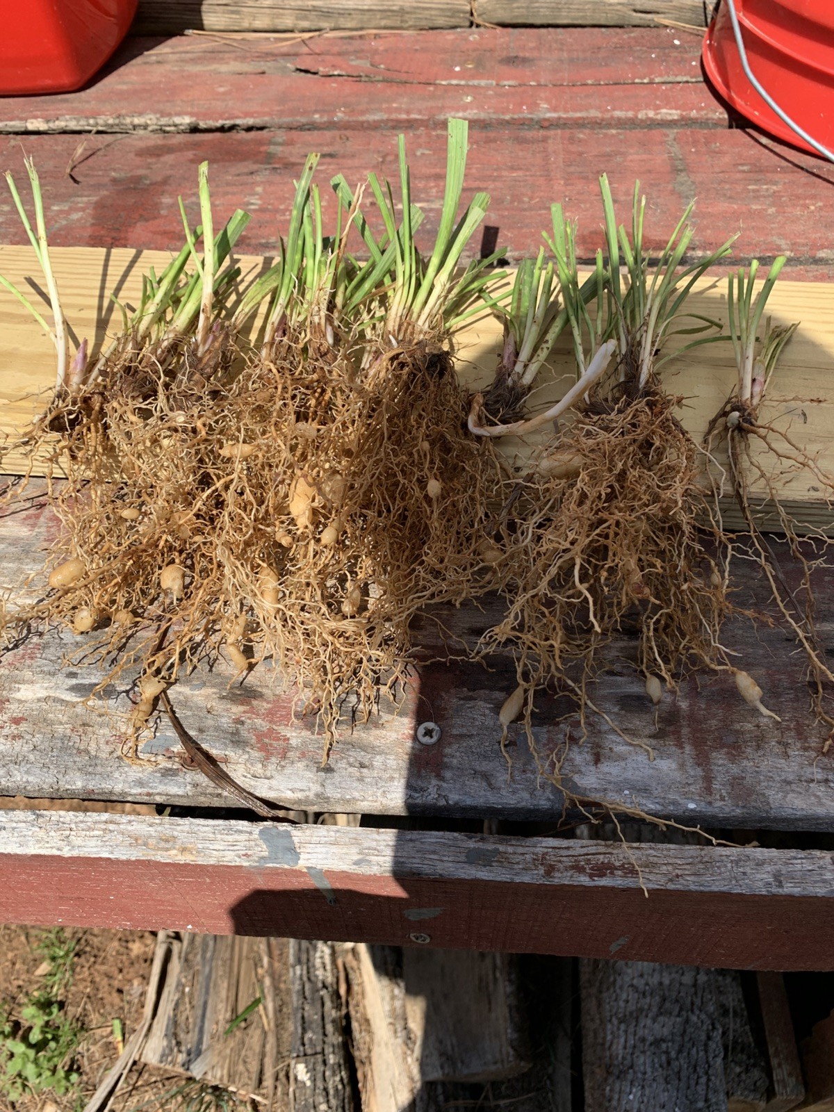60 Liriope , MONKEY GRASS PLANTS -Years of growth… Organic Grown. 30.00