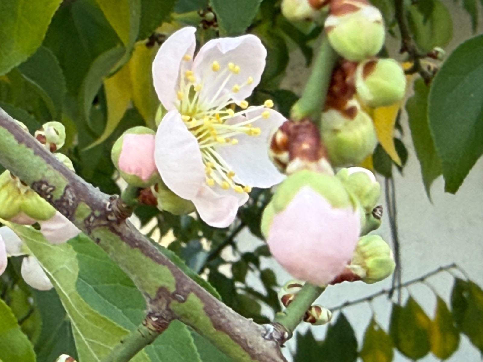 1 Japanese Ume Fruit Tree, or Plum Fruit Tree, Prunus Mume, Maesil, Tree