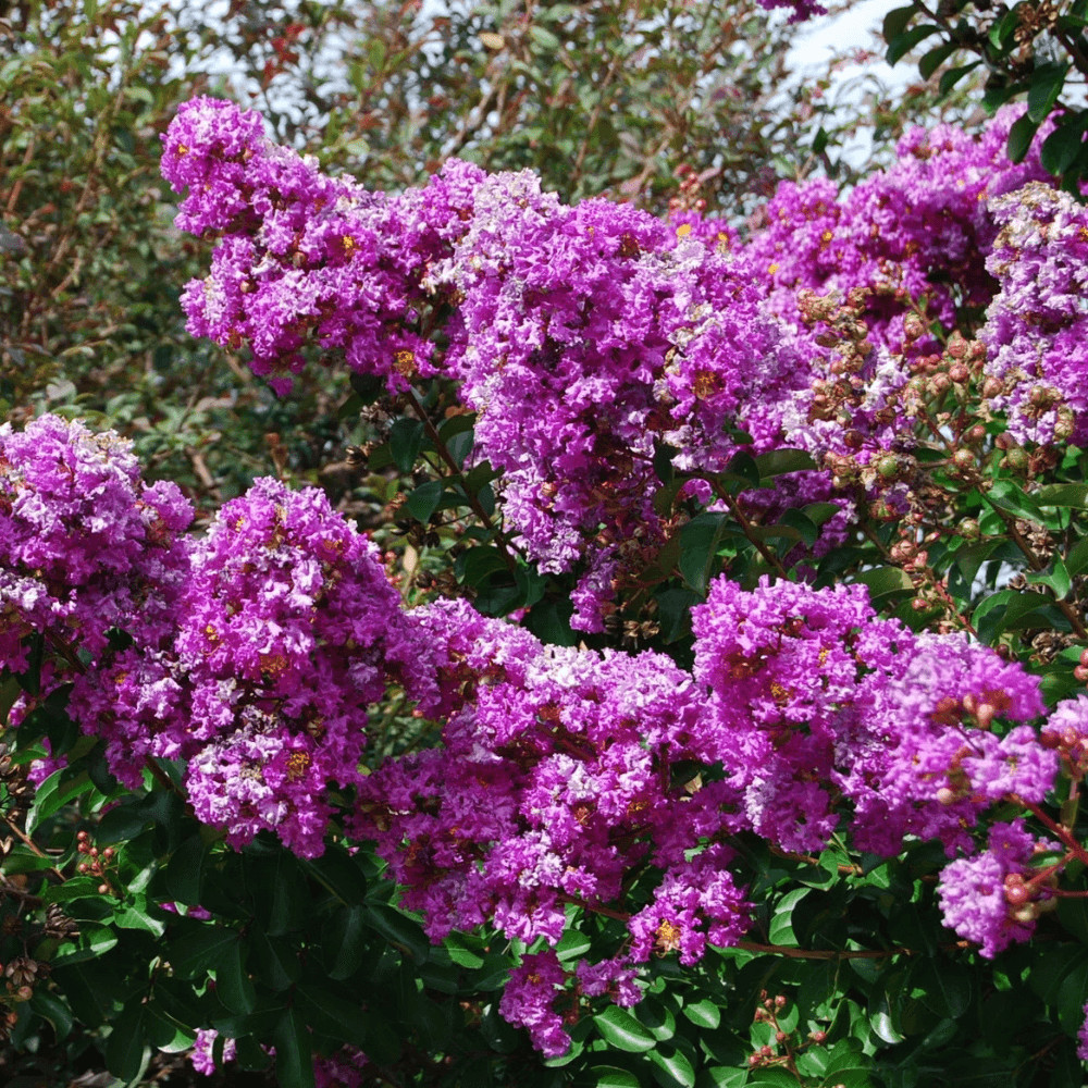 Catawba Crape Myrtle: Pure Purple Elegance with Outstanding Fall Foliage
