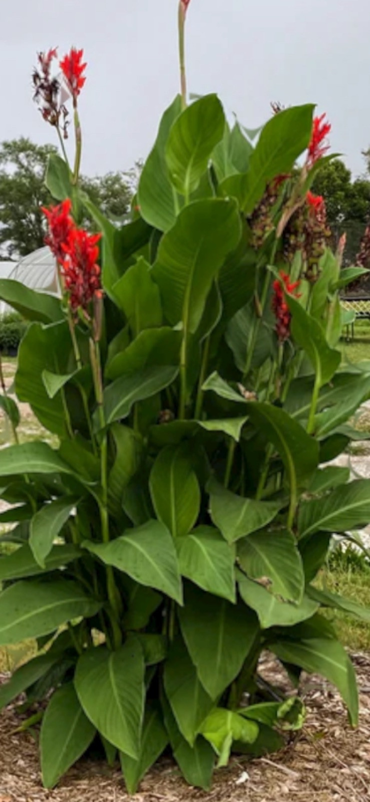 BOGO CANNA LILY BULB SALE – BUY ONE (2) PACK GET ANOTHER (2) PACK FOR FREE