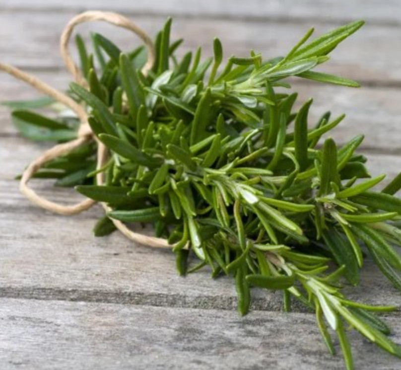 Upright Rosemary Plant – Live Plant in 1 Pot (2 Plants per Pot) – 6-8″ Tall