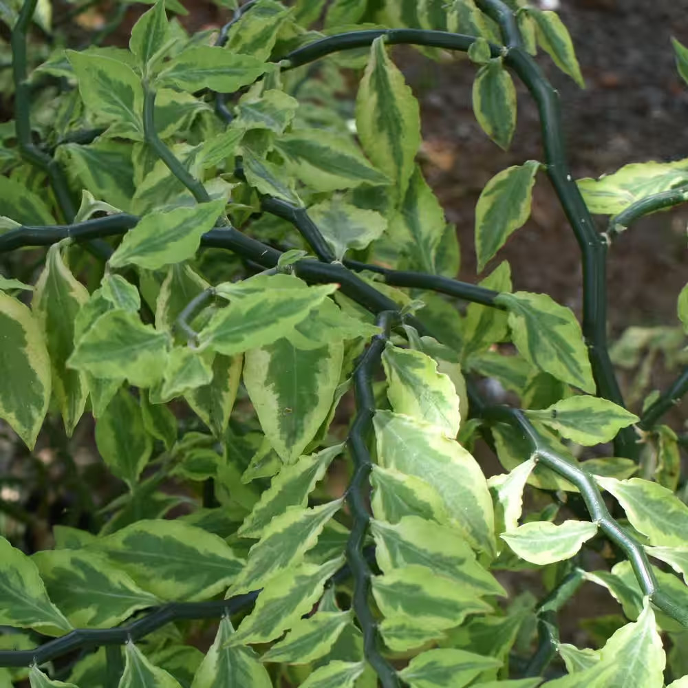 6 In. Pedilanthus Tith Variegated Plant in Grower Container