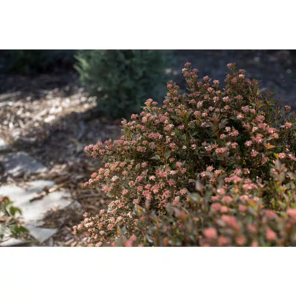 2 Gal. Little Devil Ninebark Shrub With Dark Foliage