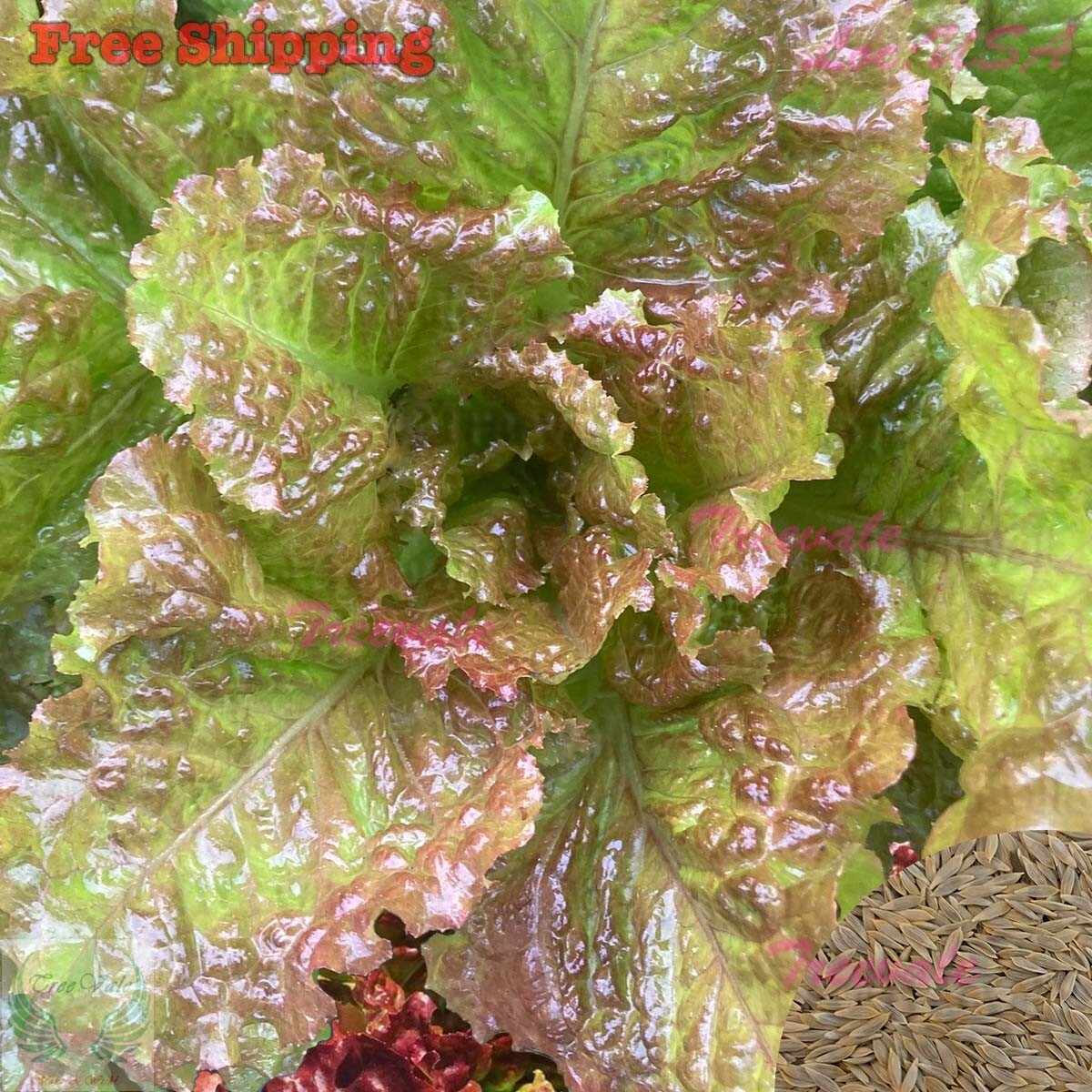 Prizehead Leaf Lettuce | Leaf Lettuce | NON-GMO