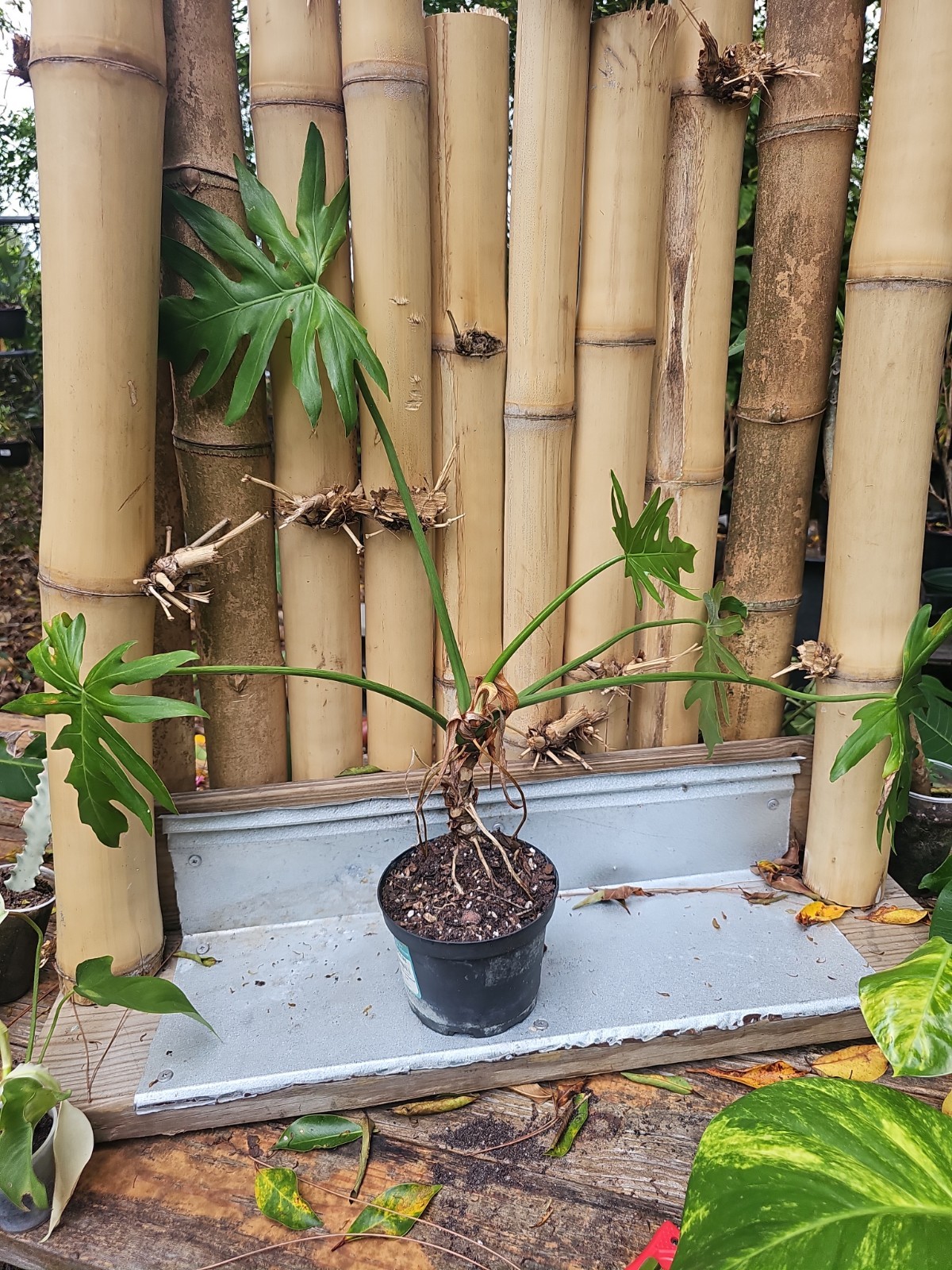 Large Philodendron Radiatum Live Plant grown in 5″ Pot 5 Leaf Top Cut