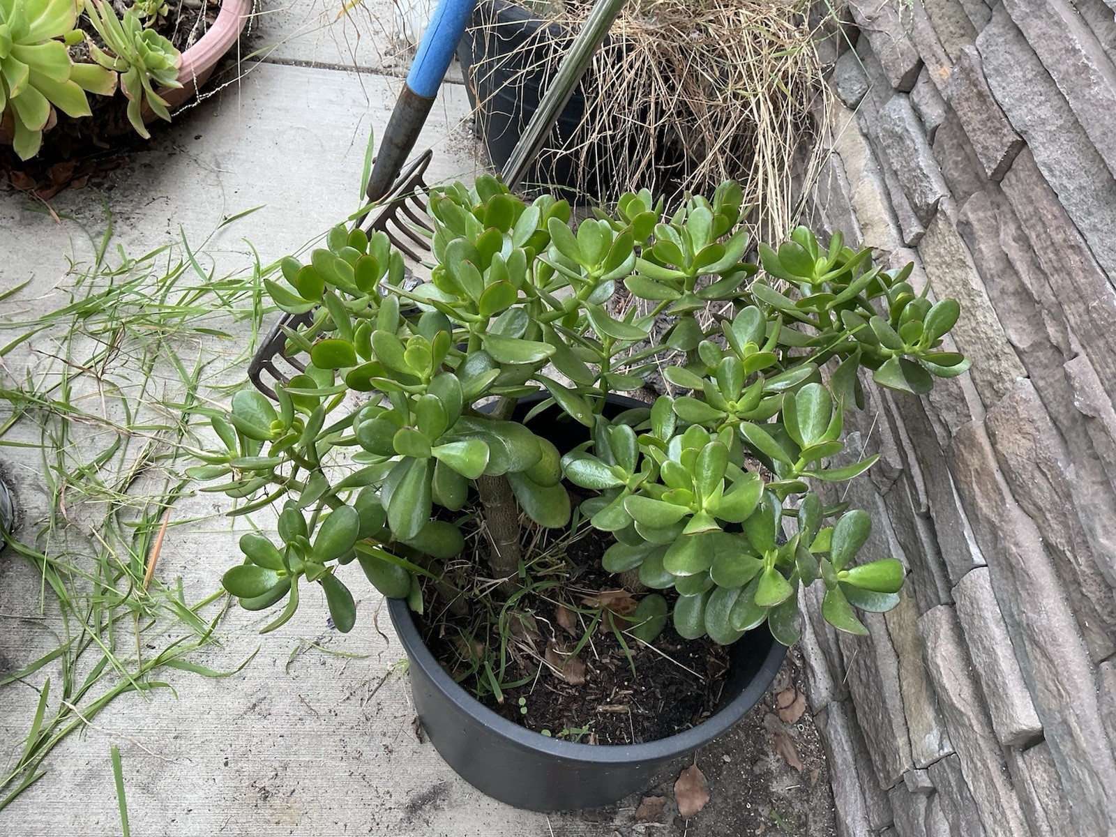 Healthy lush green Crassula Ovata Jade Plant cluster, Rooted 17” 16” 12” Roots