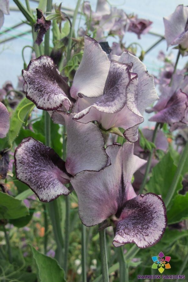 50+ Nimbus Sweet Pea Seeds for Garden Planting – USA – FREE SHIPPING!