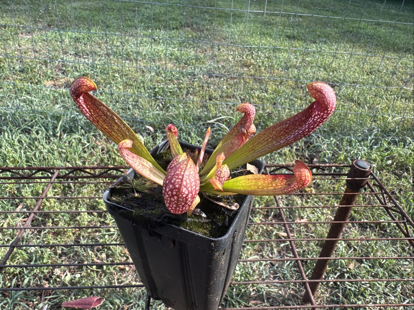 SARRACENIA X FORMOSA “NASSAU CO, FL”. RARE. 4-6” SIZE