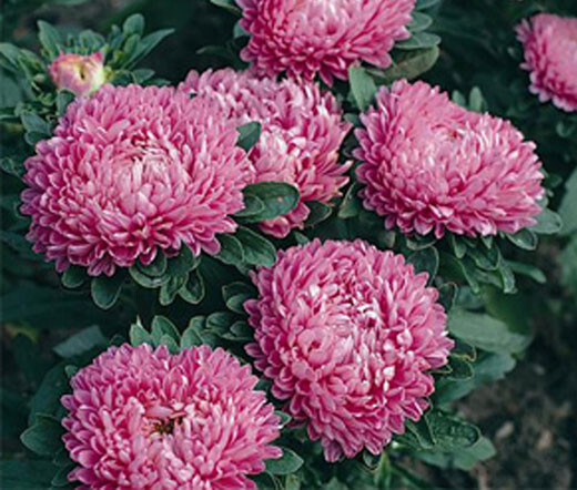 50 Seeds ASTER MILADY MIX Callistephus Dwarf, 10” tall, 3” flowers, fresh