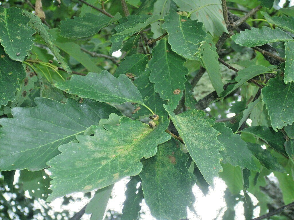 12 CHESTNUT OAK ACORNS – Quercus prinus