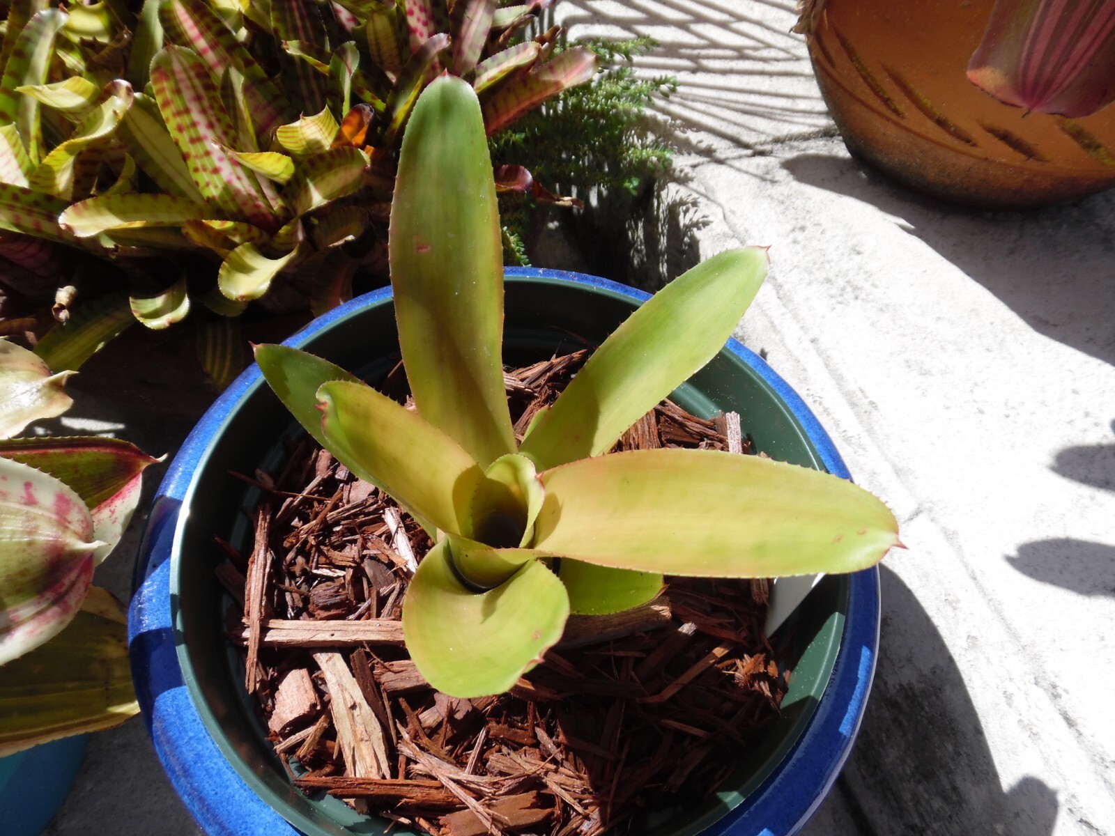 Neoregelia MANDARINA Bromeliad one tropical plant *MEDIUM*