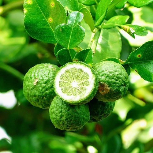 Kaffir Lime Tree – 36″-48″ Tall – Grafted Mature Fruiting Plant