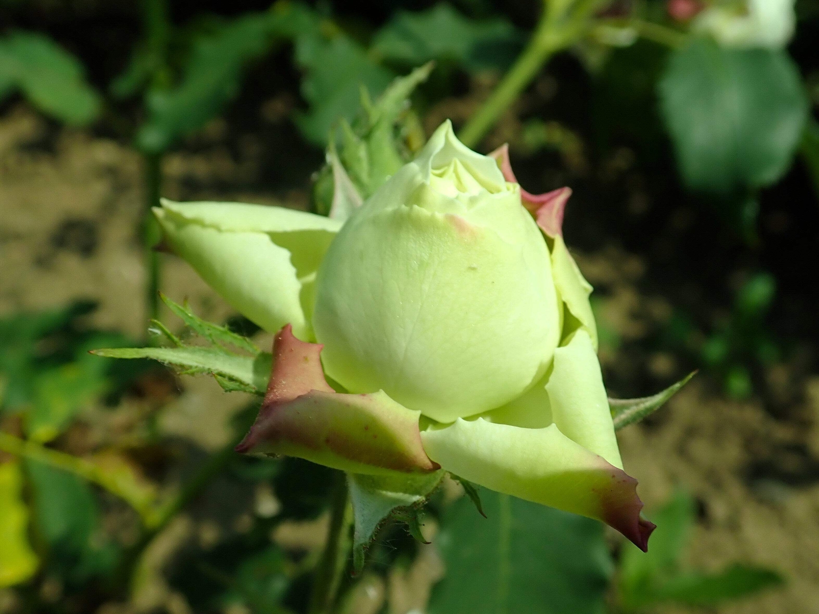 5 GREEN ROSE Rosa Bush Shrub Perennial Flower Seeds *Flat S/H