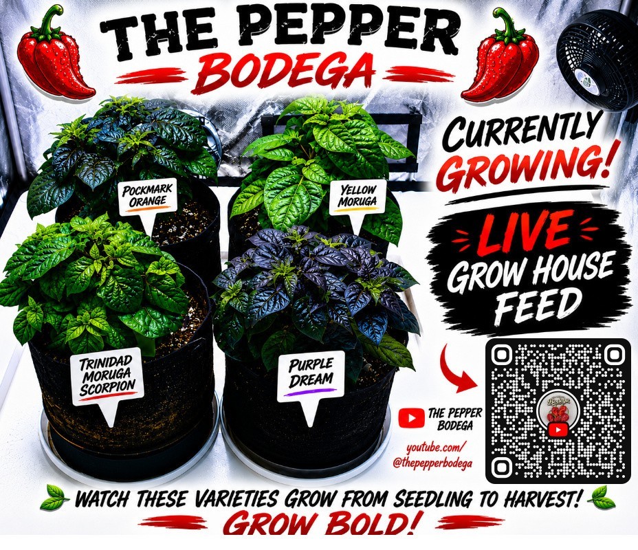 🌶️ Chocolate Carolina Reaper Pepper Seeds (10) | OPEN POLLINATED | Superhot