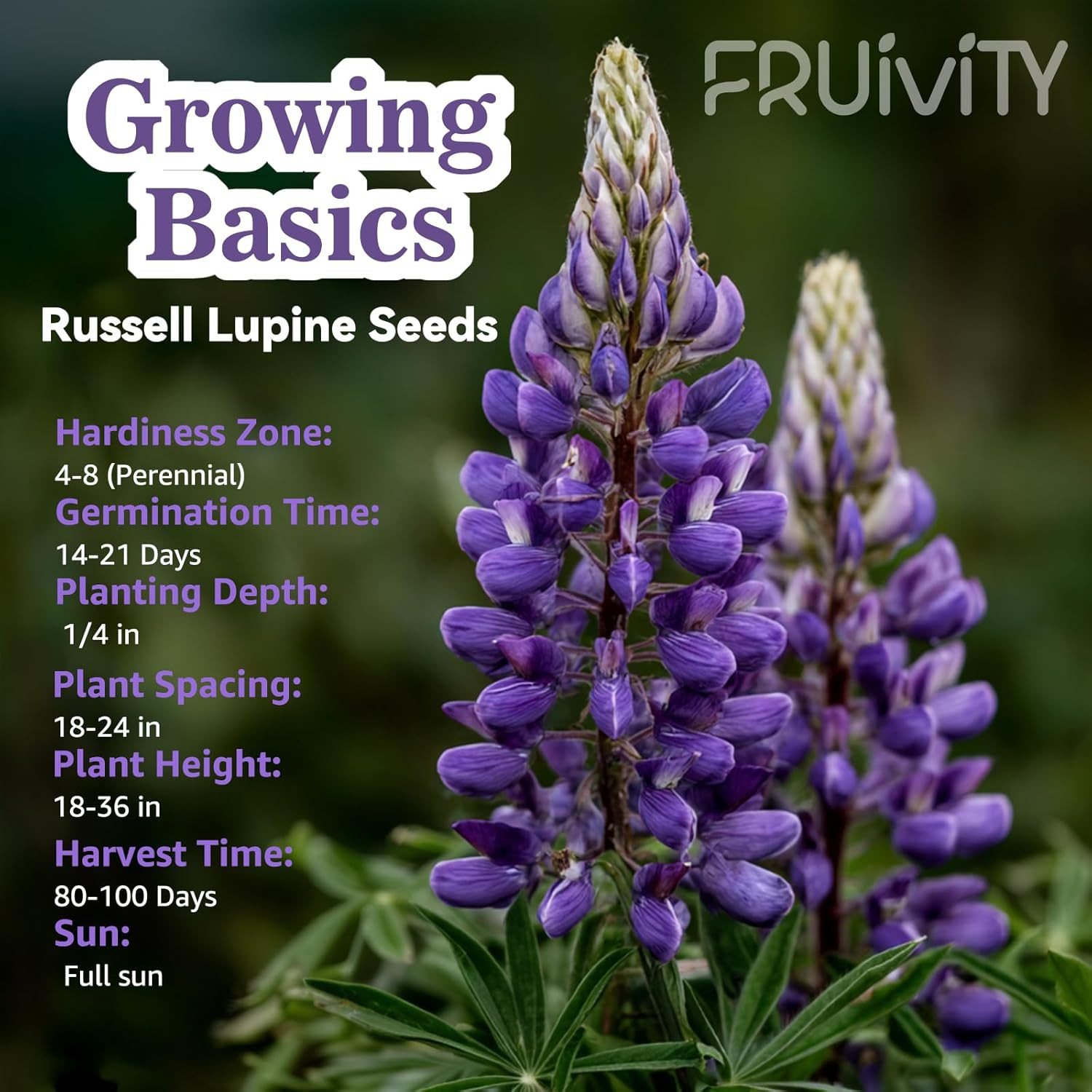 Russell Lupine Seeds (0.35Oz – 1000+ Seeds) – Mixed Color Perennial Wildflower –
