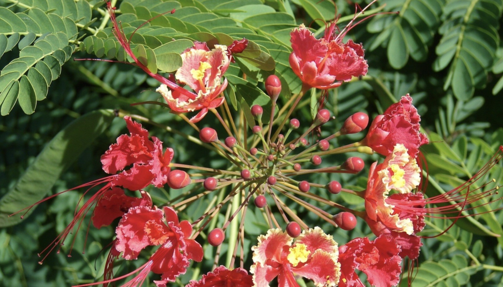 10 Pride of Barbados Seeds, Caesalpinia Pulcherrima, Red Bird of Paradise