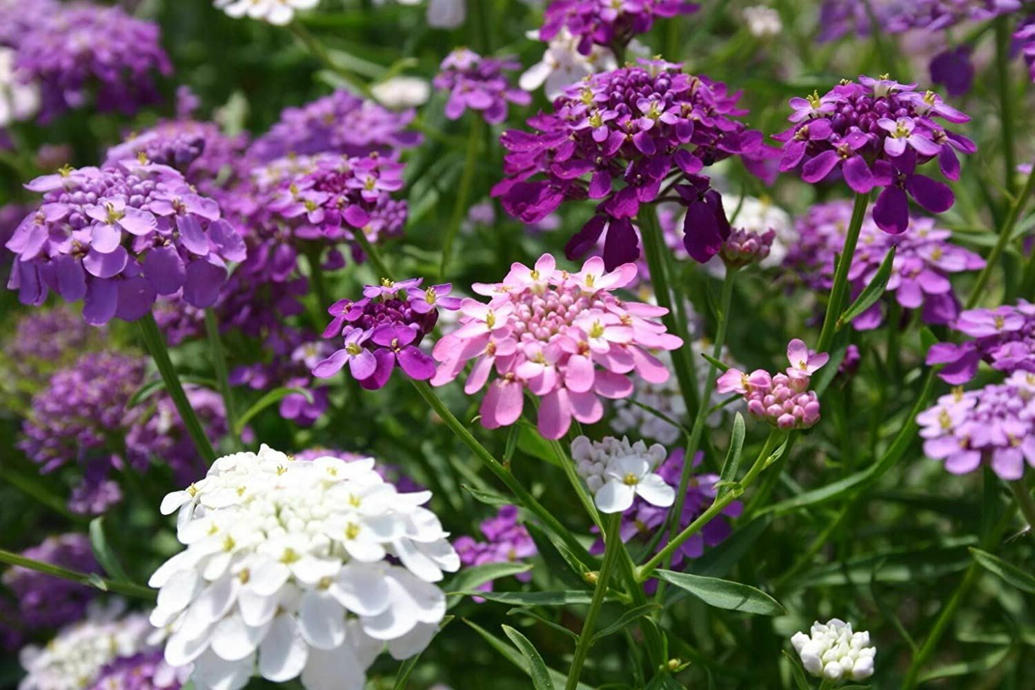 Candytuft Flower seeds Candytuft Dwarf Fairy Mix Seeds, “COOL BEANS N SPROUTS”