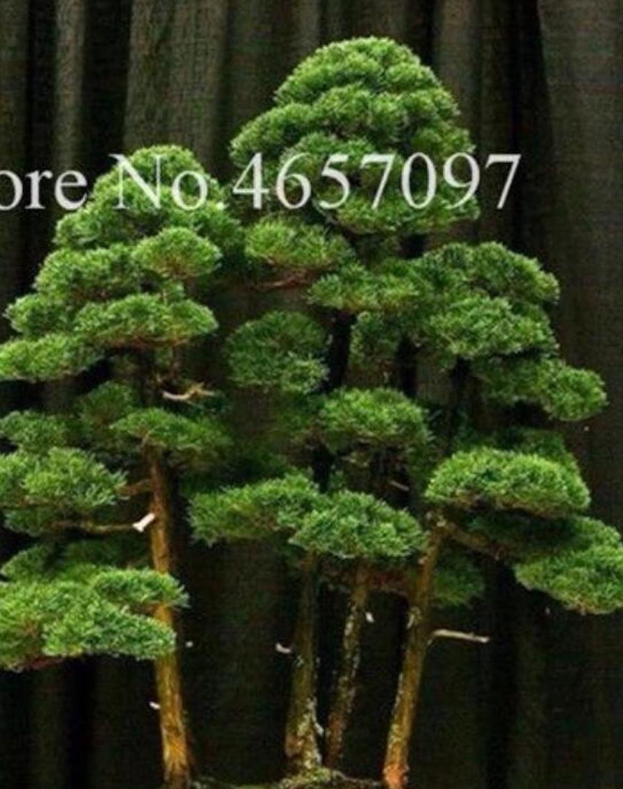 20 EXOTIC rare BONSAI PINE SEEDS for garden flower plant tree USA SELLER USPS
