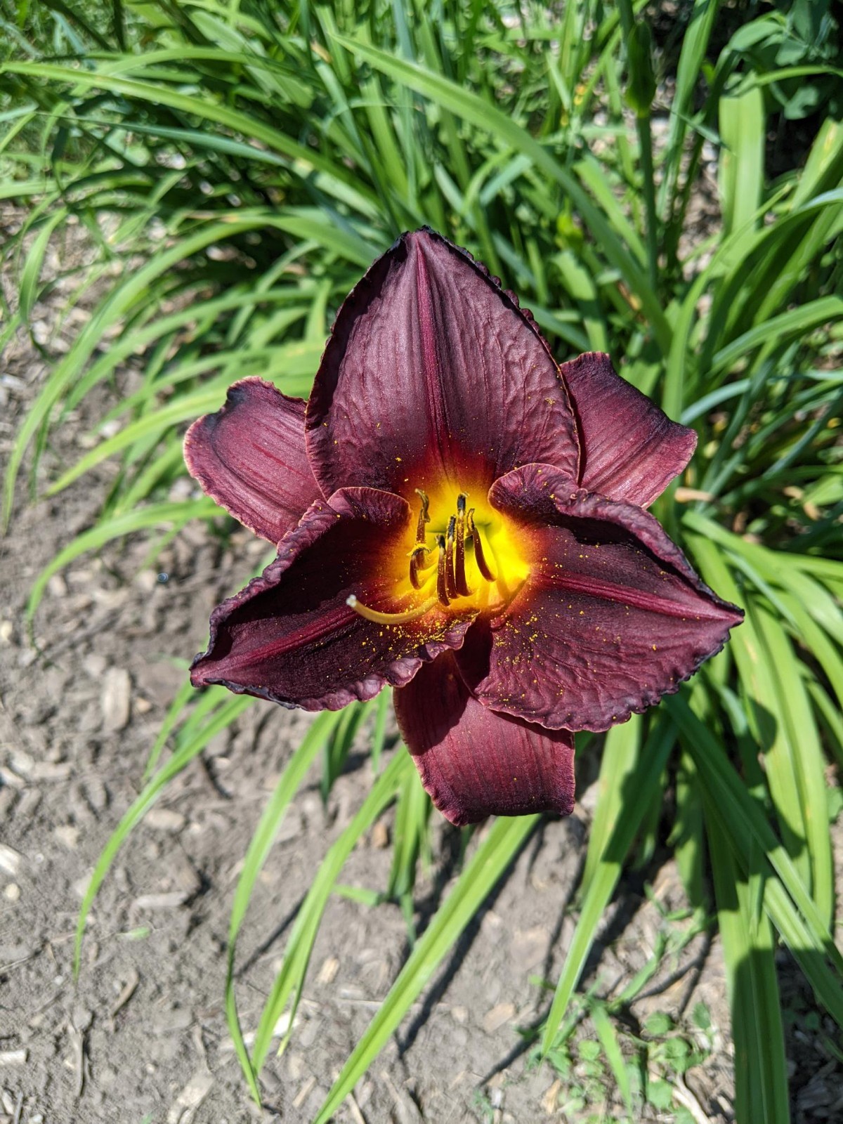 SALIERI – 2 FANS – PURPLE BLACK COLOR – BEAUTIFUL!! DAYLILY
