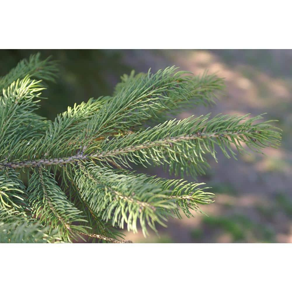 1 Gal. Dwarf Alberta Spruce Shrub Aromatic and Soft Evergreen Foliage NEW