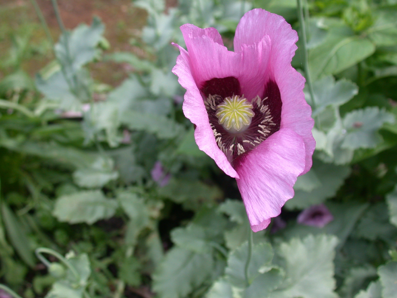 1000 SEEDS – LAVENDER POPPY flower rare color GroCo – BUY ANY 15= FREE SHIPPING