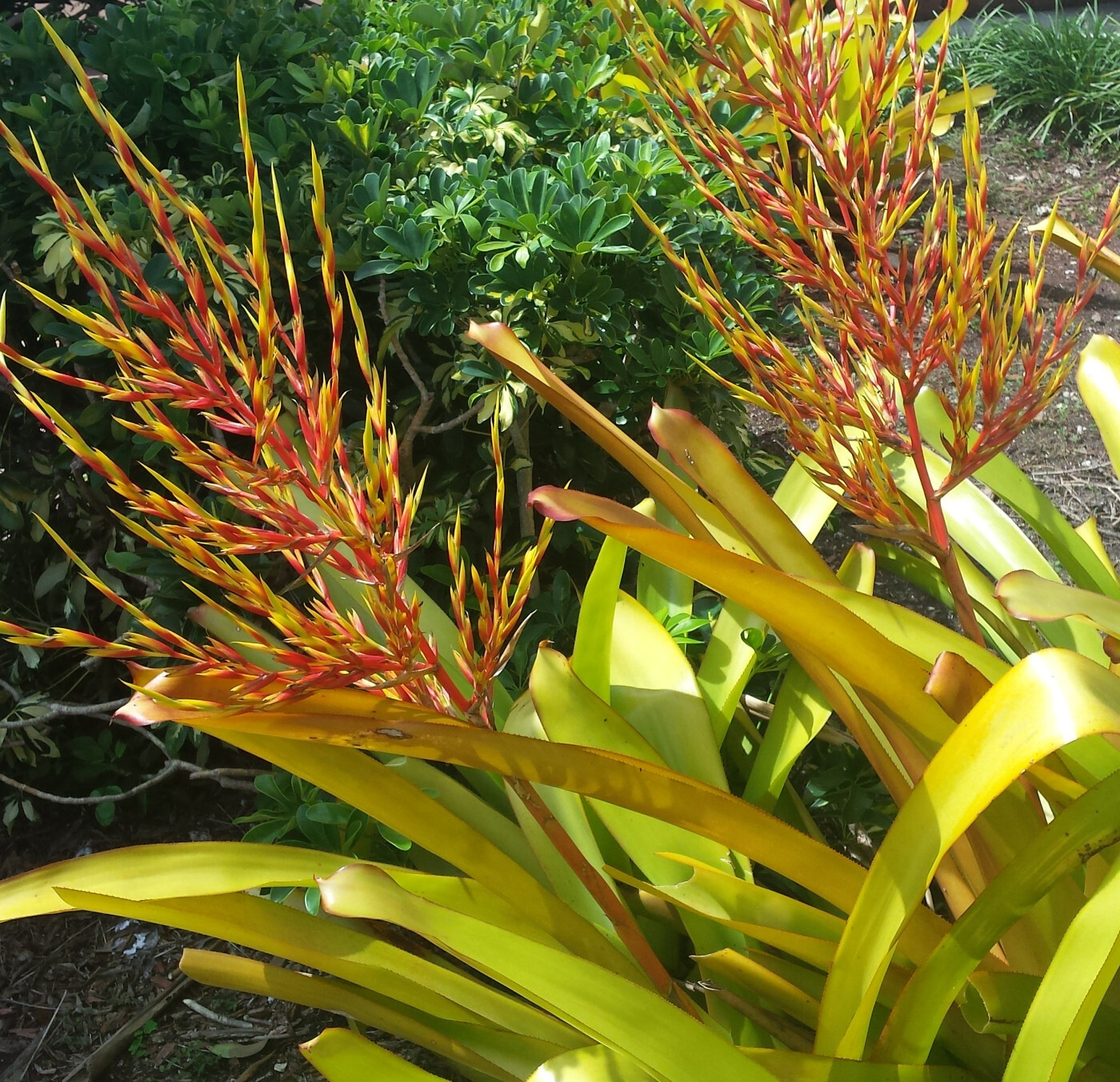 🌞BUY 4 SAVE 15% BROMELIAD Aechmea LEMON Best Blanchetiana Full Sun! Pup!🌞