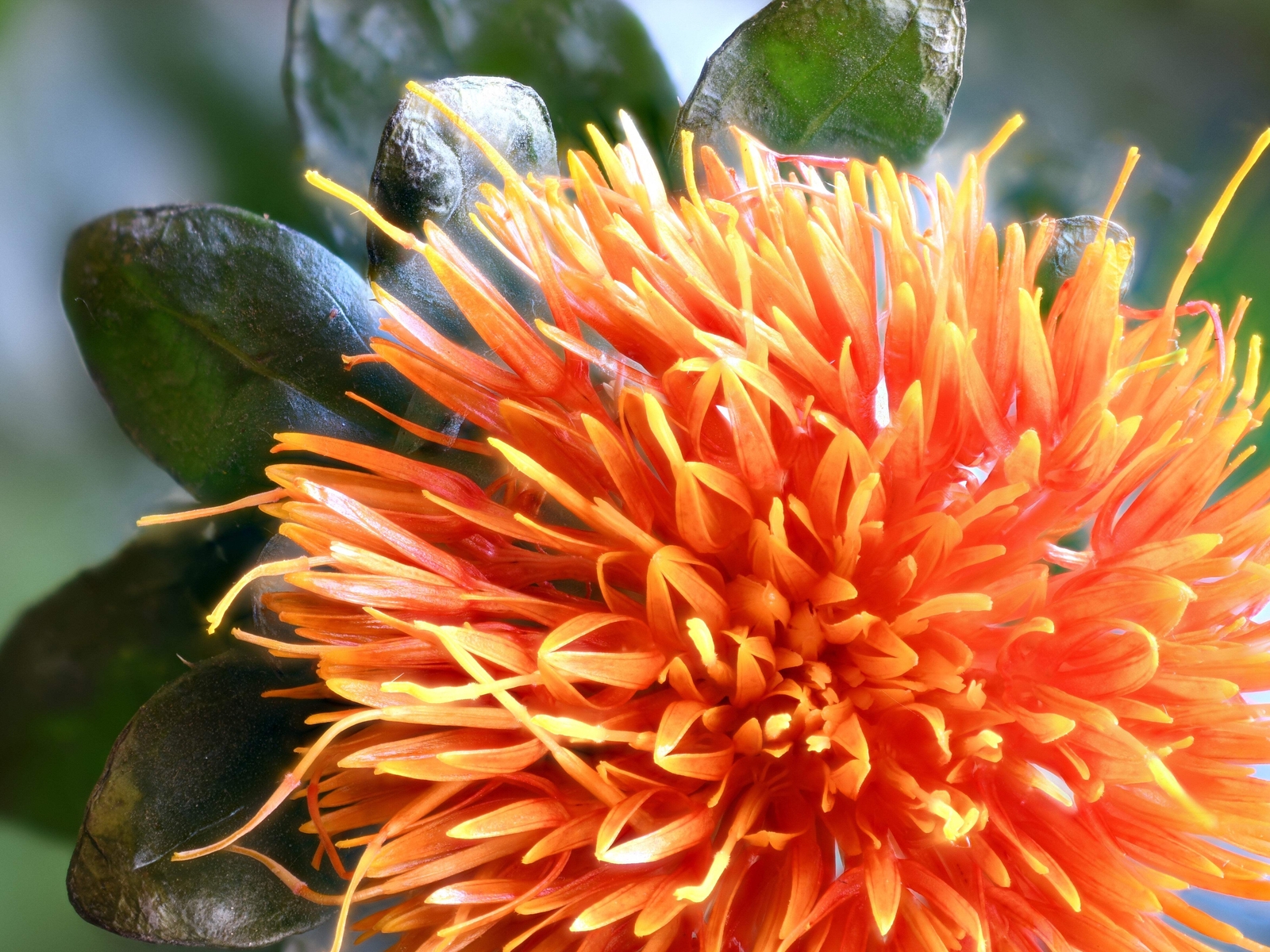300 SAFFLOWER Saffron Carthamus Tinctorius Yellow Orange Flower Seeds *Comb S/H