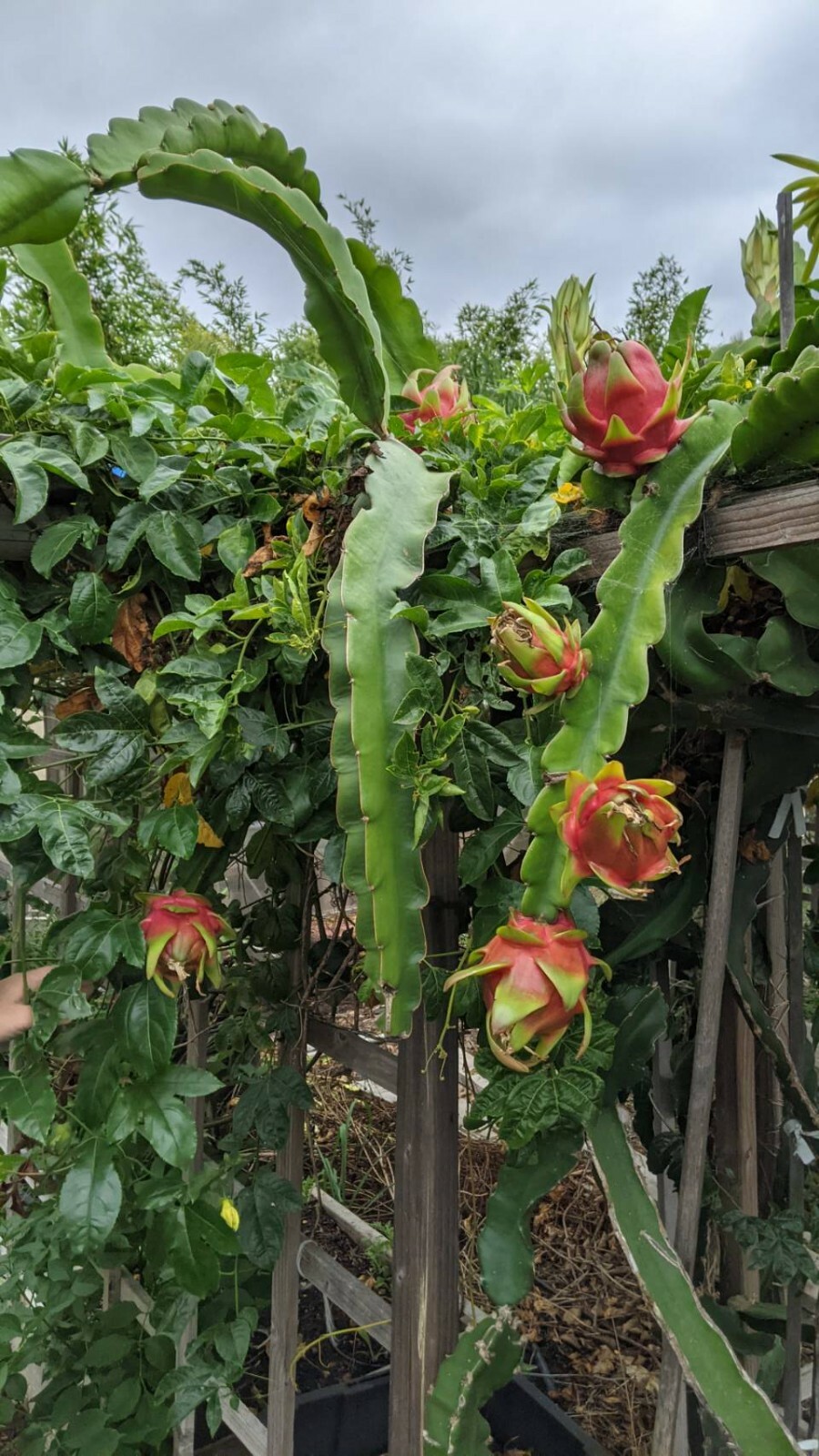 White Dragon Fruit healthy Cutting Organic garden frunit Uncle Charly farm