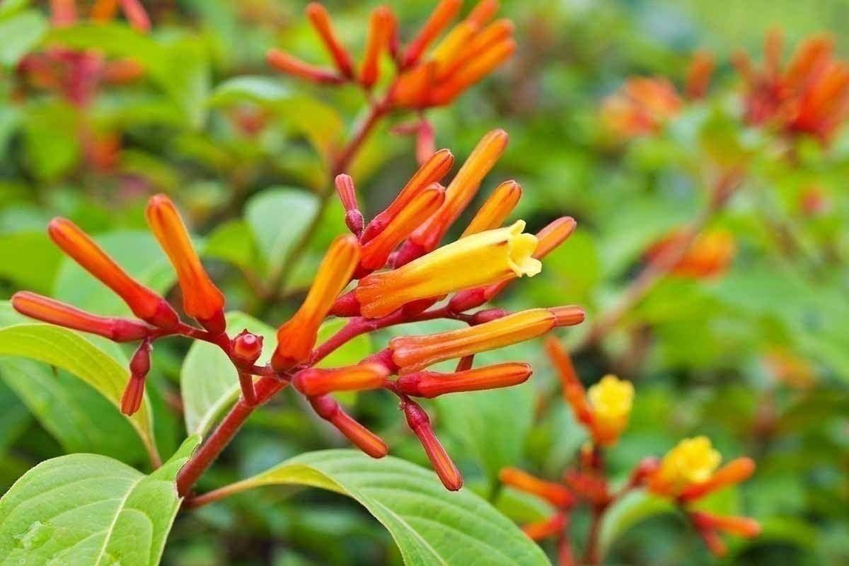 Firebush Dwarf | Quart | Hamelia patens | Low Maintenance | Hardy