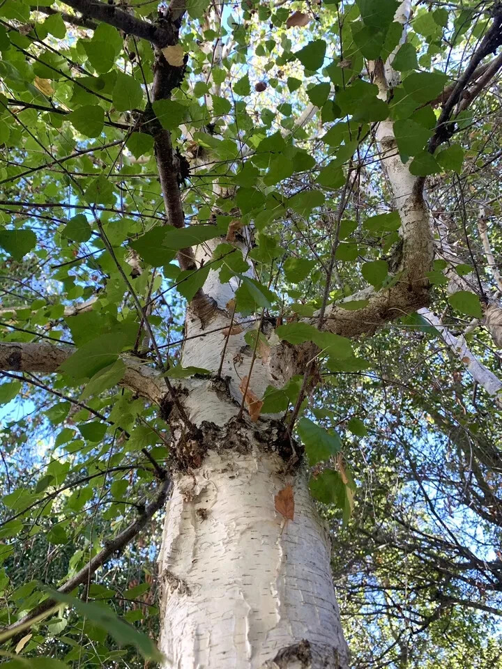 White Birch Tree – 300 Seeds 2024 – Autumn Yellow Leaves