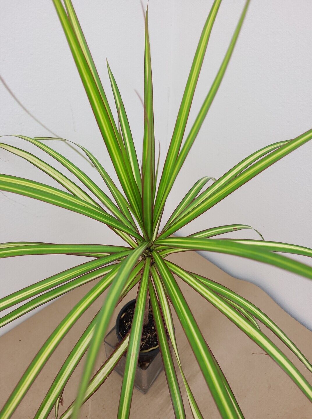 VARIEGATED DRACAENA KIWI +Free Heat Awesome Colored Dragon Tree COLORFUL