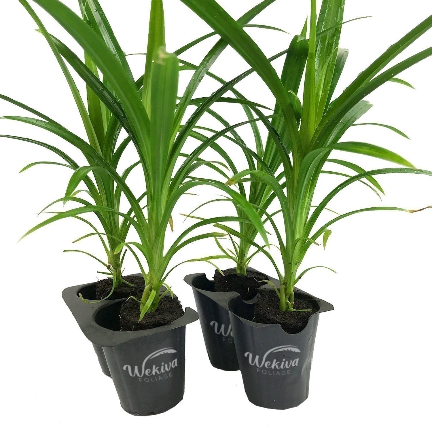 Pandan Plant – 4 Live Starter Plants in 2 Inch Pots – Pandanus Amaryllifolius