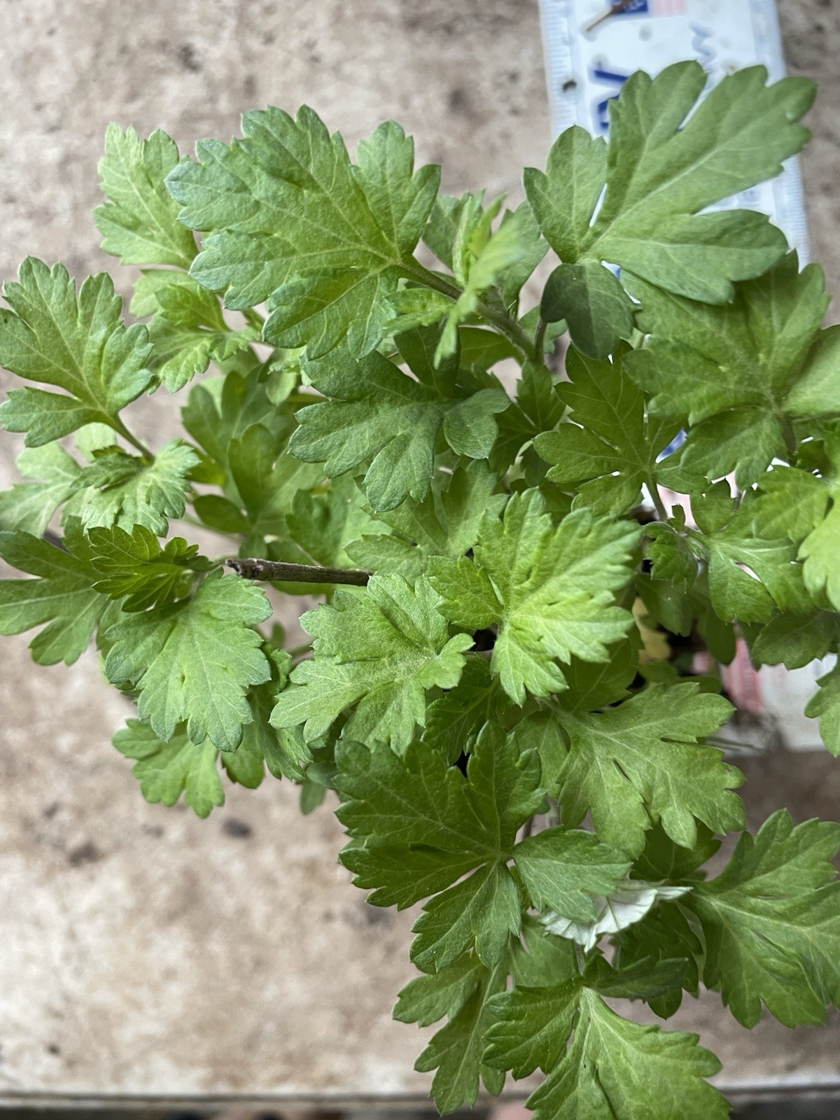 1 Well Rooted Yomogi Mugwort (Korean Wormwood)