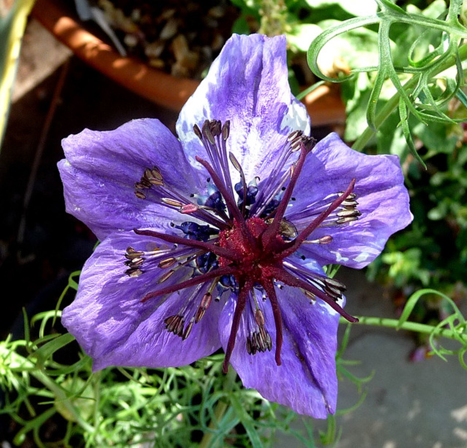 Spanish Fennelflower {Nigella h.} Ornate Blooms 50+ seeds Free Shipping!