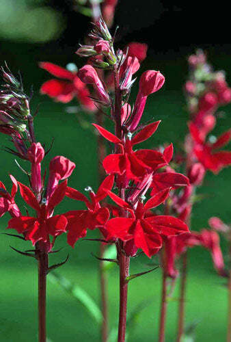 Lobelia speciosa ‘Starship Scarlet’ | 10 Pelletted Seeds