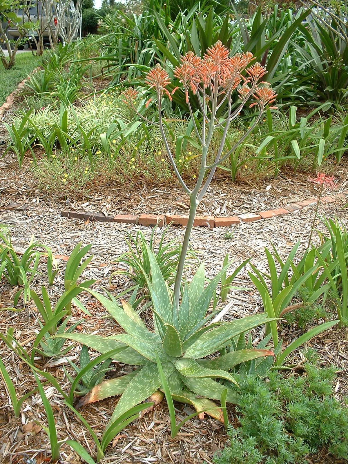 Aloe Saponaria, repeat bloomer, small size,hardy 7B-10