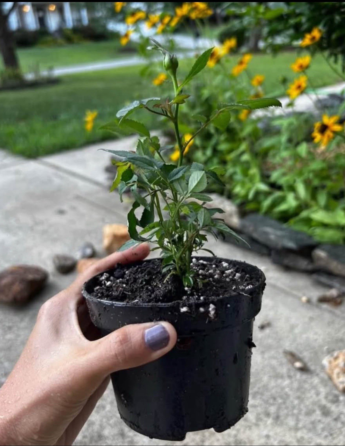 Small Light purple miniature starter live plant.4”-8”. Sales is final.