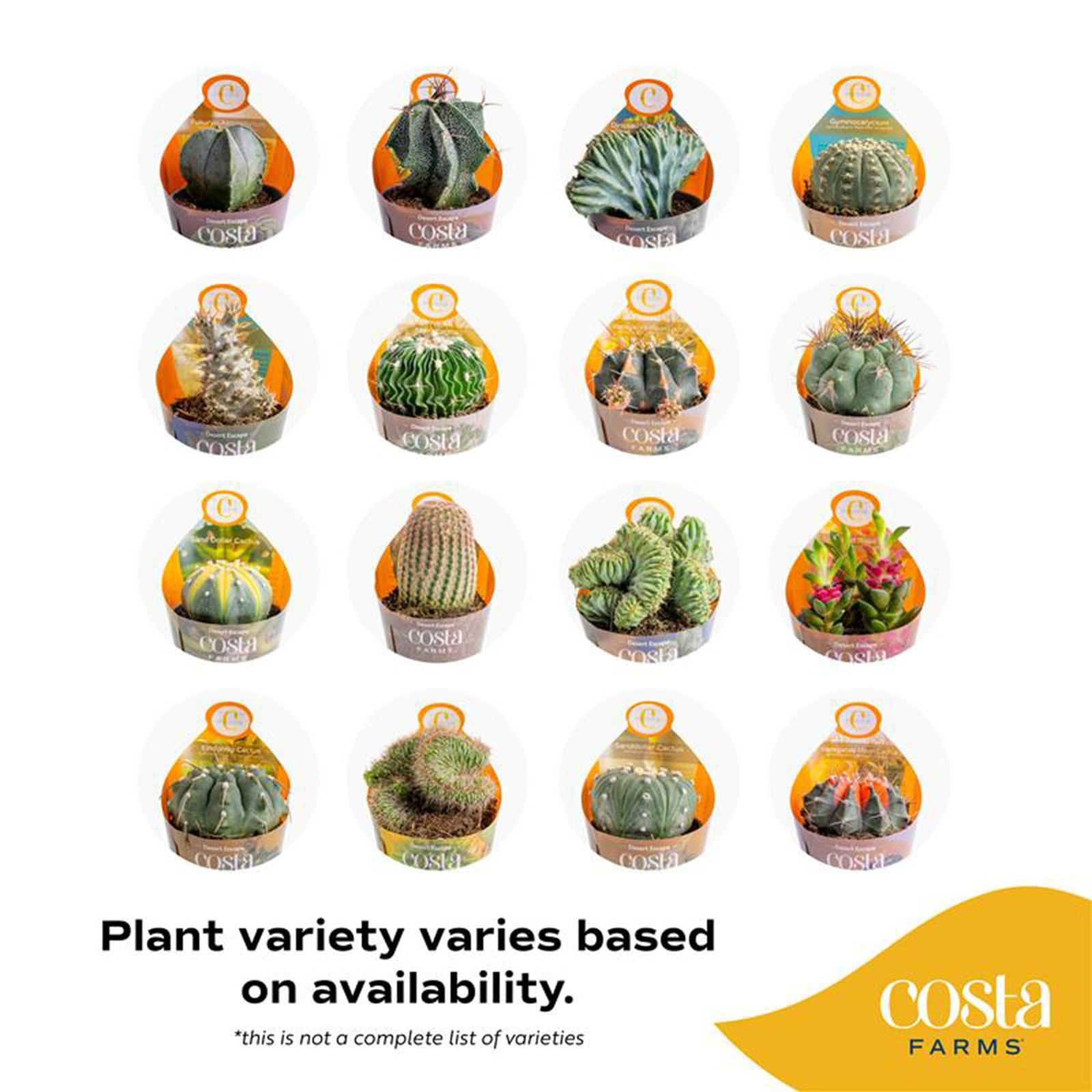 Costa Farms Desert Escape Assorted Variety Rare Cacti Live Plants In Plastic