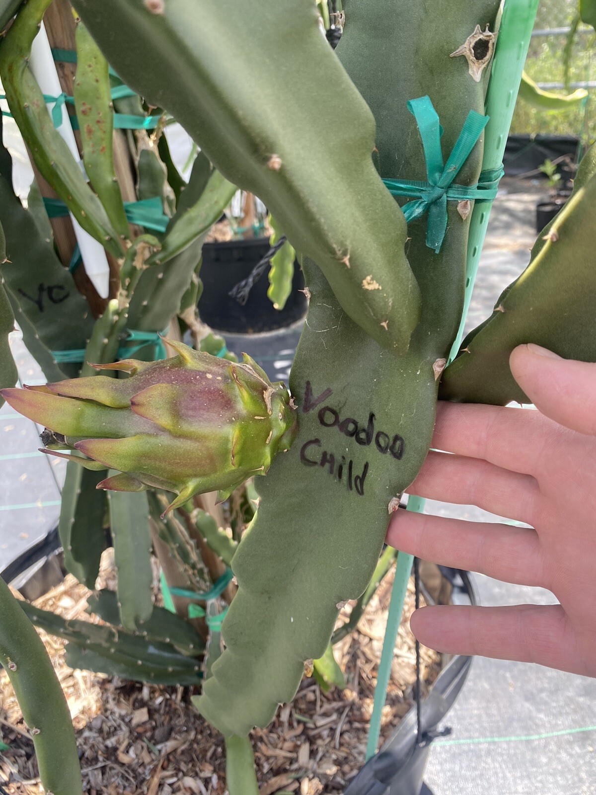 Best Dragon Fruit Cuttings 24-36”, each cutting and FREE SOLAR gopher repellent.