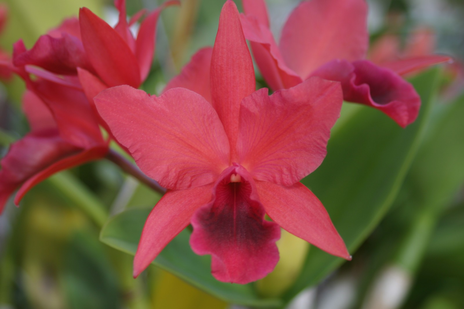 C. Warpaint `Lenette’ HCC/AOS Original Division Cattleya Orchid Plant