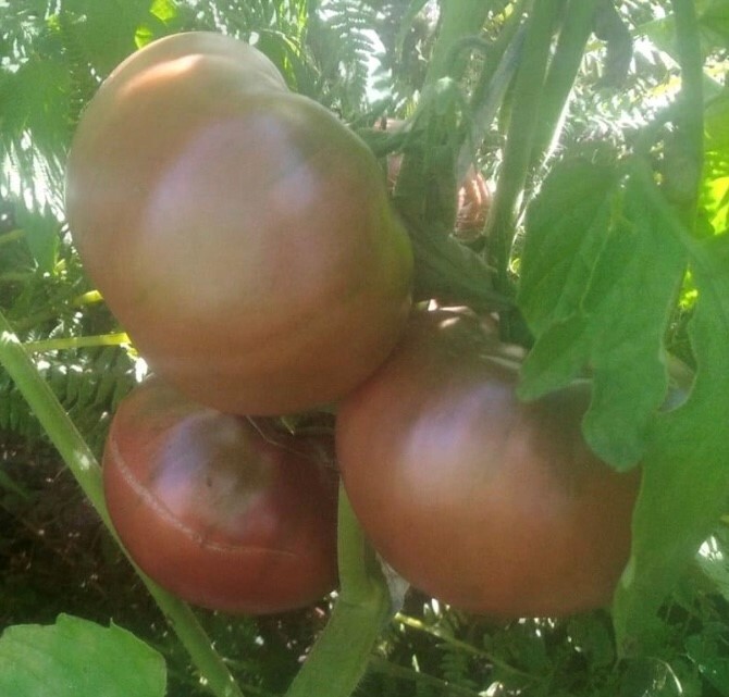 Sokolades Tomato Seeds