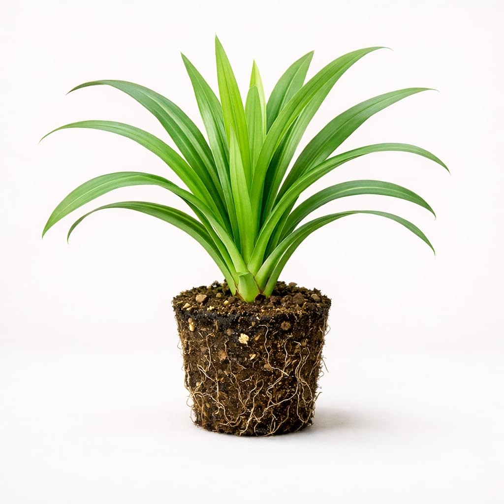 PLANT NOOK Pandan Plant Live Starter Plug | Pandanus amaryllifolius Culinary