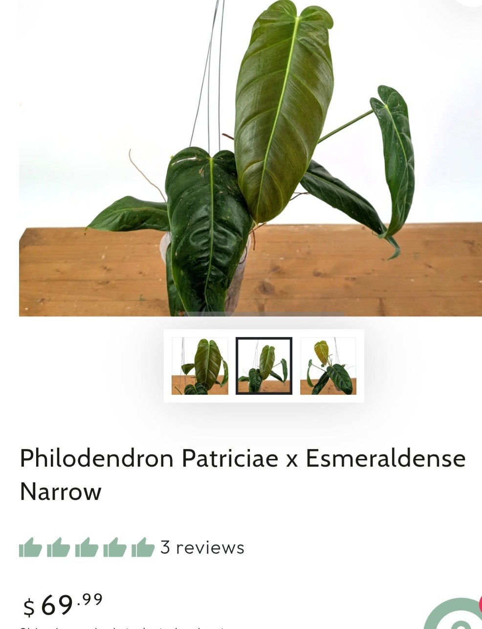 Rare Philodendron Patriciae X Esmeraldense Narrow 22″ Tall No Anthurium Monstera