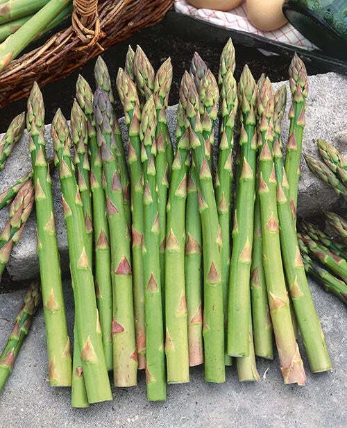 Mary Washington Asparagus Seeds, NON-GMO, ORGANIC, HEIRLOOM – Free Shipping!