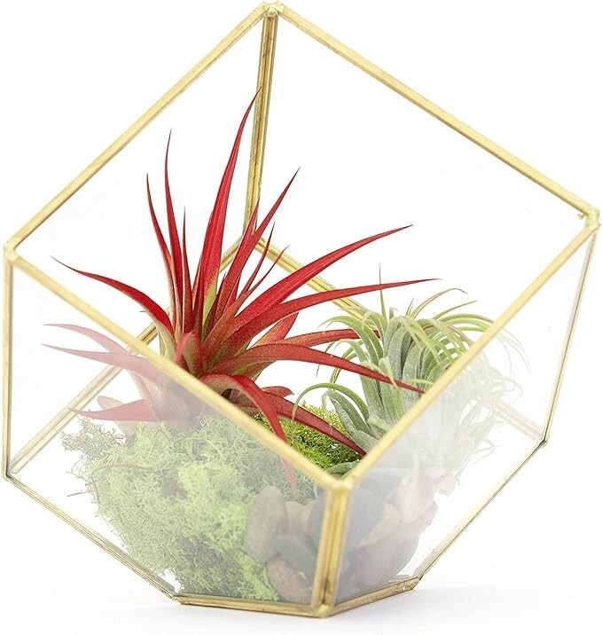 Heptahedron Air Plant Terrarium Kit – Red Abdita & Ionantha – Indoor & Outdoor